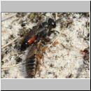 Tachysphex obscuripennis - Grabwespe w12c 8mm mit Schabe - Sandgrube Niedringhaussee.jpg